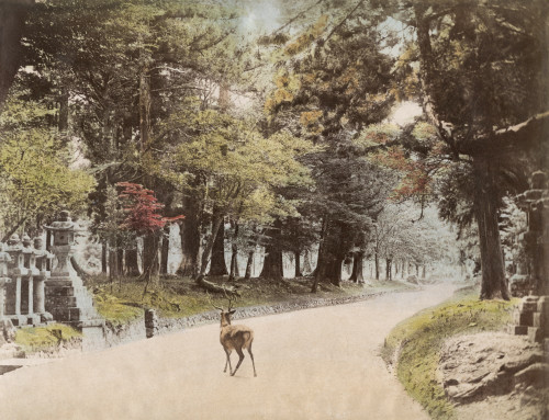 Japan: Temple, C1890. /Nentrance To The Kasuga Grand Shrine At Nara, Japan. Hand Colored Photograph, C1890. Poster Print by Granger Collection - Item # VARGRC0352661