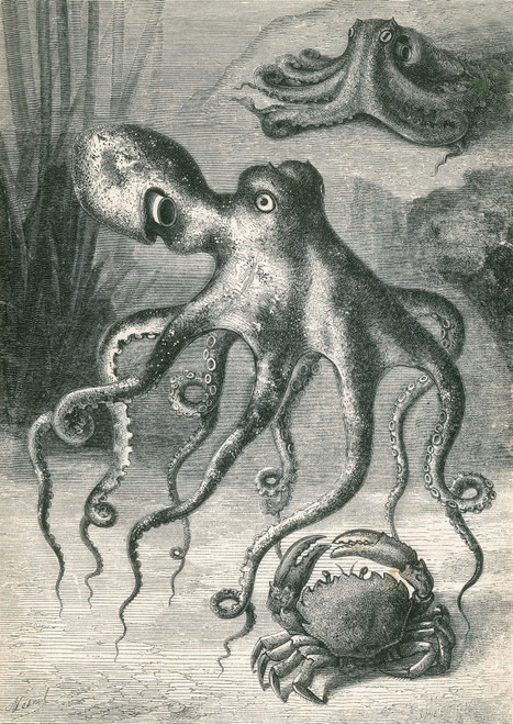 Octopi and Crab, 1833 Poster Print by Science Source - Item # VARSCIJC3372