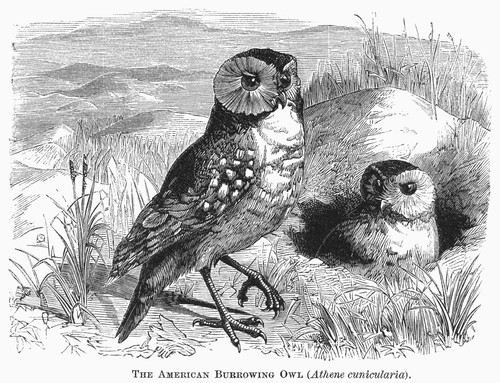 Burrowing Owl, 1877. /Nathene Cunicularia. Line Engraving, 1877. Poster Print by Granger Collection - Item # VARGRC0100426