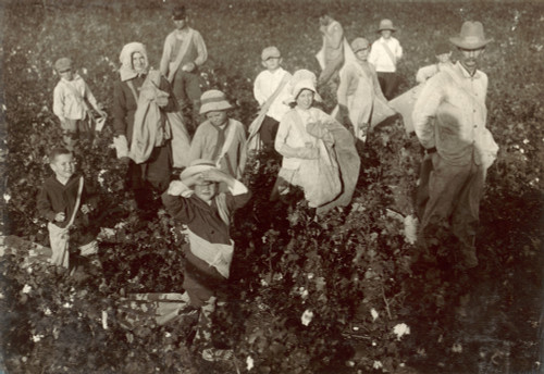 Child Labor: Cotton, 1913. /Ngroup Of Young Cotton Pickers Near Waxahachie, Texas. Photograph By Lewis Hine, 1913. Poster Print by Granger Collection - Item # VARGRC0408349