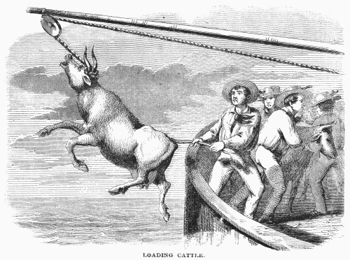 Transporting Cattle, 1856. /Ncattle Being Loaded Onto The Deck Of An American Steamship, 1856. Contemporary American Wood Engraving. Poster Print by Granger Collection - Item # VARGRC0093342