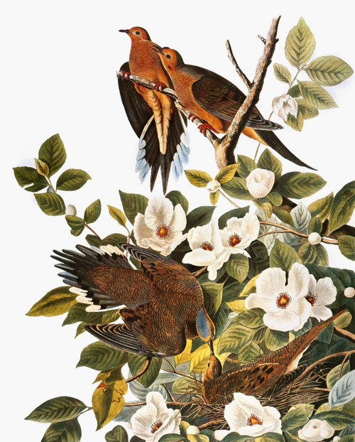 Audubon: Dove. /Nmourning Dove (Zenaida Macroura), From John James Audubon'S 'The Birds Of America,' 1827-1838. Poster Print by Granger Collection - Item # VARGRC0007612
