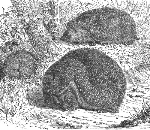 Hedgehog. /Neuropean Hedgehog. Line Engraving, 19Th Century. Poster Print by Granger Collection - Item # VARGRC0101948