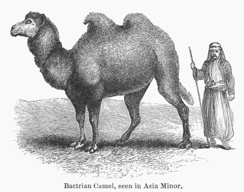 Bactrian Camel. /Ncamelus Bactrianus. Bactrian Camel In Asia Minor. Line Engraving, 19Th Century. Poster Print by Granger Collection - Item # VARGRC0100714
