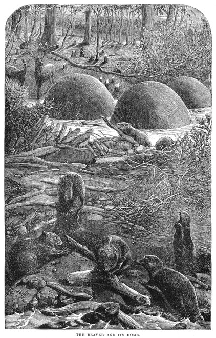 Beavers. /Namerican Beavers (Castor Canadensis) Building Dams. Wood Engraving, 19Th Century. Poster Print by Granger Collection - Item # VARGRC0028656