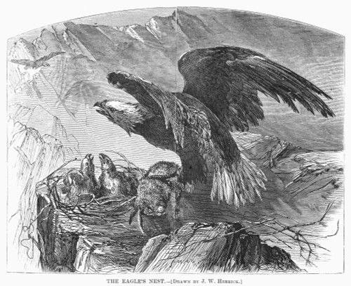 Bald Eagles: Nest. /Nan Eagle Delivering Up A Rabbit Carcass To Its Young. Wood Engraving, 1867. Poster Print by Granger Collection - Item # VARGRC0092487