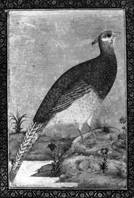 India: Bird. /Nmughal Painting, 17Th Century. Poster Print by Granger Collection - Item # VARGRC0119809 India: Bird. /Nmughal Painting, 17Th Century. Poster Print by Granger Collection - Item # VARGRC0119809