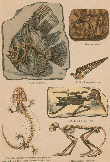 Illustrated Geology and Paleontology Poster Print by Science Source - Item # VARSCIBW7038