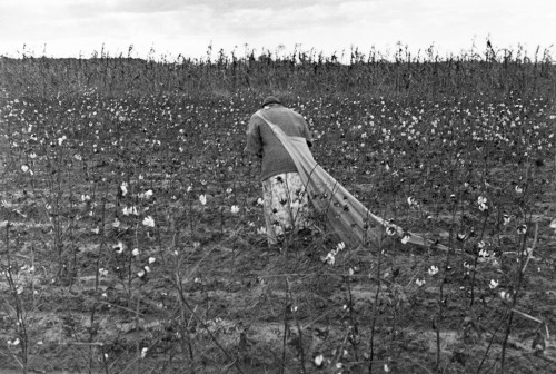 Cotton Picker, 1935. /Na Migrant Worker Picking Cotton, Pulaski County, Arkansas. Photograph By Ben Shahn On October 1935. Poster Print by Granger Collection - Item # VARGRC0119017