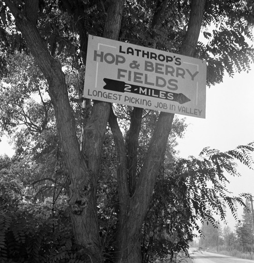 Roadside Sign, 1939. /Na Sign Off U.S. Highway 99 In Josephine County, Oregon, Advertising Migrant Jobs At Lathrop'S Hop & Berry Fields. Photograph By Dorothea Lange, August 1939. Poster Print by Granger Collection - Item # VARGRC0123985