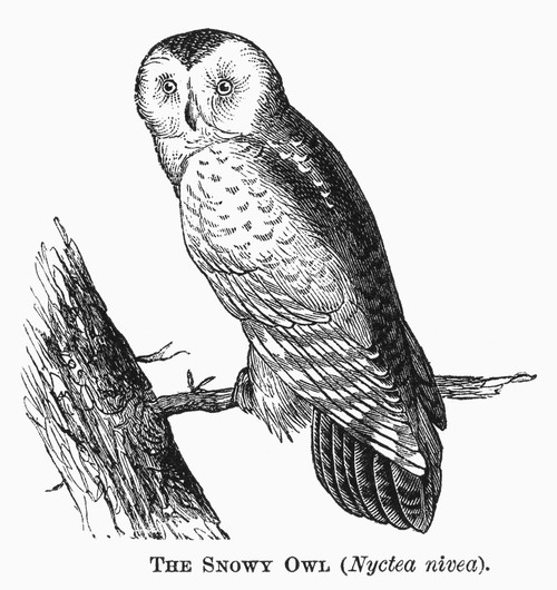 Snowy Owl, 1877. /Nnyctea Nivea. Line Engraving, 1877. Poster Print by Granger Collection - Item # VARGRC0100427