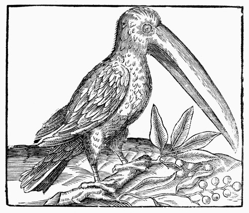 Toucan, 16Th Century. /Nwoodcut, 16Th Century. Poster Print by Granger Collection - Item # VARGRC0096518