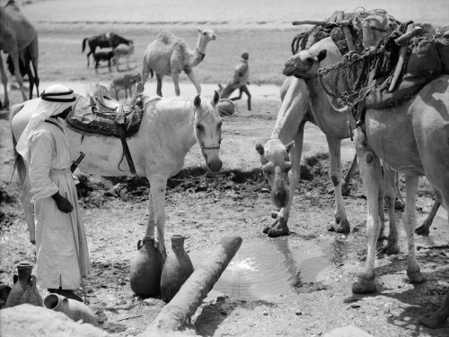 Middle East: Water, C1932. /Na Bedouin Man With A Horse And Camels At A Water Hole In The Middle East. Photograph, C1932. Poster Print by Granger Collection - Item # VARGRC0169861