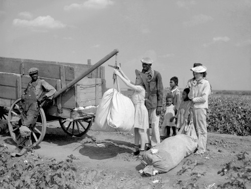 Texas: Cotton, 1936. /Na Plantation Owner'S Daughter Checks The Weight Of Cotton, Kaufman County, Texas. Photograph By Arthur Rothstein, August 1936. Poster Print by Granger Collection - Item # VARGRC0121113