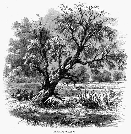 Benedict Arnold Willow. /Nthe Benedict Arnold Willow Across The Hudson From West Point, New York. Wood Engraving, 1862. Poster Print by Granger Collection - Item # VARGRC0076438