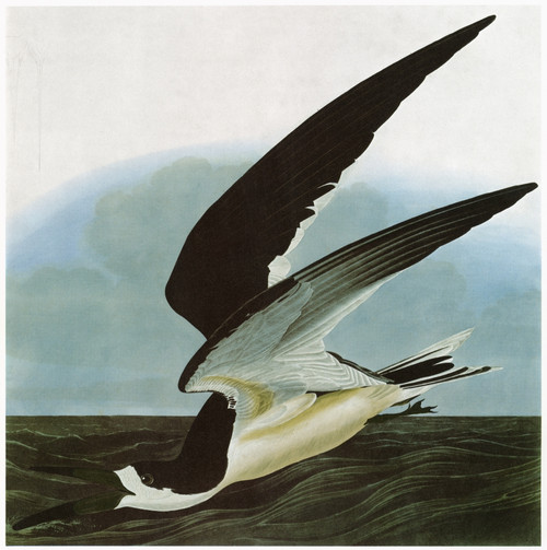 Audubon: Skimmer. /Nblack Skimmer (Rynchops Niger). Engraving After John James Audubon For His 'Birds Of America,' 1827-38. Poster Print by Granger Collection - Item # VARGRC0350512 Audubon: Skimmer. /Nblack Skimmer (Rynchops Niger). Engraving After John James Audubon For His 'Birds Of America,' 1827-38. Poster Print by Granger Collection - Item # VARGRC0350512