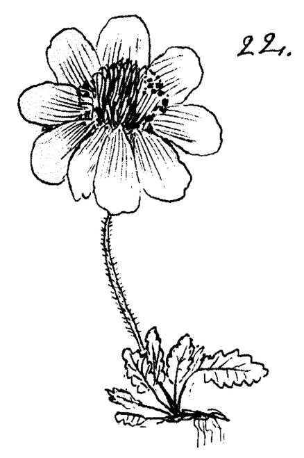 Linnaeus: Illustration. /Ncarolus Linnaeus (1707-1778), Swedish Physician And Botanist. Linnaeus' Drawing Of Dryas Octopetala. Poster Print by Granger Collection - Item # VARGRC0017836