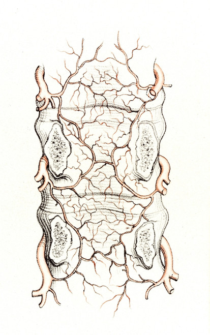 Arteries Supplying Spinal Cord, Lumbar Region Poster Print by Science Source - Item # VARSCIJB5968