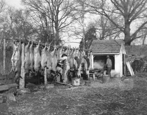 Butchering, 19Th Century. /Nmen Butchering Hogs In Richmond, Virginia. Photograph, Late 19Th Century. Poster Print by Granger Collection - Item # VARGRC0260073