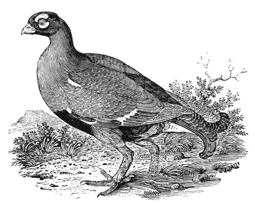 Black Grouse. /Nwood Engraving, Early 19Th Century. Poster Print by Granger Collection - Item # VARGRC0082342