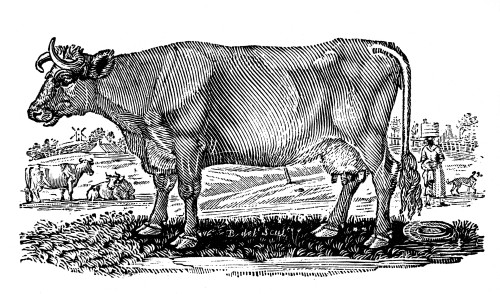 Cattle. /Nthe Holstein Or Dutch Breed. Wood Engraving, 1790, By Thomas Bewick. Poster Print by Granger Collection - Item # VARGRC0071081