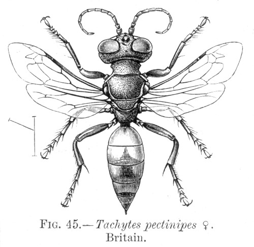 Wasp./Nwasp (Tachytes Pectinipes). Poster Print by Granger Collection - Item # VARGRC0066885