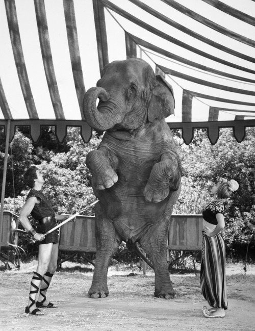 Film: Jupiter'S Darling. /Nstill From An Elephant Training Scene In The American Motion Picture 'Jupiter'S Darling,' 1955. Poster Print by Granger Collection - Item # VARGRC0091789