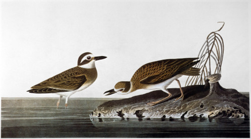 Audubon: Plover, 1827-38. /Nwilson'S Plover (Charadrius Wilsonia), After John James Audubon For His 'Birds Of America,' 1827-38. Poster Print by Granger Collection - Item # VARGRC0033968