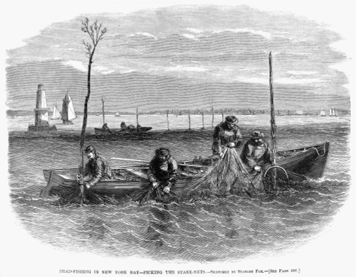 Shad-Fishing, 1867. /N'Shad-Fishing In New York Bay - Picking The Stake-Nests.' Wood Engraving, American, 1867. Poster Print by Granger Collection - Item # VARGRC0039031 Shad-Fishing, 1867. /N'Shad-Fishing In New York Bay - Picking The Stake-Nests.' Wood Engraving, American, 1867. Poster Print by Granger Collection - Item # VARGRC0039031