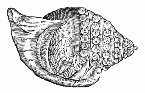 Hermit Crab, 16Th Century. /Nwoodcut, 16Th Century. Poster Print by Granger Collection - Item # VARGRC0096521