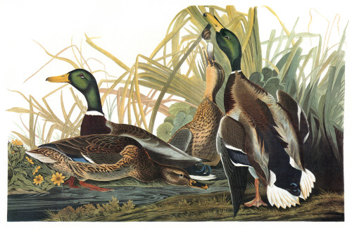Audubon: Mallard. /Nmallard (Anas Platyrhynchos). Engraving After John James Audubon For His 'Birds Of America,' 1827-38. Poster Print by Granger Collection - Item # VARGRC0325162