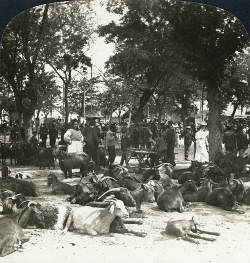 Spain: Seville, C1908. /N'A Picturesque Scene At The Great Annual Cattle Fair, Seville, Spain.' Stereograph, C1908. Poster Print by Granger Collection - Item # VARGRC0323724