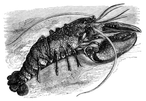 Lobster. /Nline Engraving, Late 19Th Century. Poster Print by Granger Collection - Item # VARGRC0067245 Lobster. /Nline Engraving, Late 19Th Century. Poster Print by Granger Collection - Item # VARGRC0067245