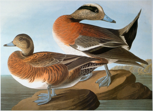 Audubon: Wigeon. /Namerican Wigeon (Anas Americana), After John James Audubon For His 'Birds Of America,' 1827-1838. Poster Print by Granger Collection - Item # VARGRC0034598 Audubon: Wigeon. /Namerican Wigeon (Anas Americana), After John James Audubon For His 'Birds Of America,' 1827-1838. Poster Print by Granger Collection - Item # VARGRC0034598