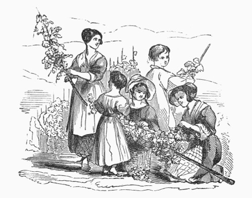 Hop-Picking. /N19Th Century Engraving. Poster Print by Granger Collection - Item # VARGRC0092005 Hop-Picking. /N19Th Century Engraving. Poster Print by Granger Collection - Item # VARGRC0092005