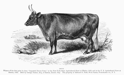 Prize Devon Cow, 1855. /Nwood Engraving, American, C1856. Poster Print by Granger Collection - Item # VARGRC0092916