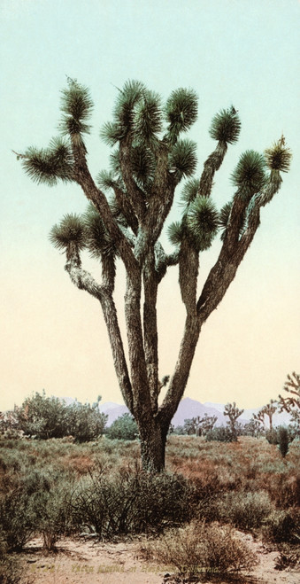 California: Joshua Tree. /Njoshue Tree In Hesperia, California, In The Mojave Desert. Photochrome, C1900. Poster Print by Granger Collection - Item # VARGRC0133685