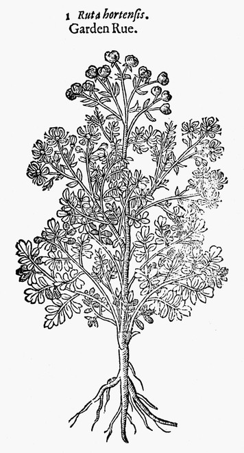 Botany: Garden Rue, 1597. /Nruta Hortensus. Woodcut From John Gerard'S 'Herball.' Poster Print by Granger Collection - Item # VARGRC0034755