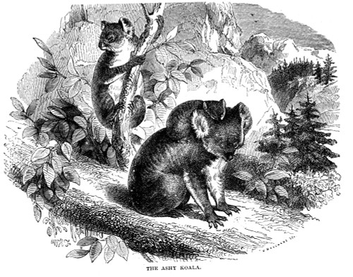 Koala. /Nthe Ashy Koala. Line Engraving, 19Th Century. Poster Print by Granger Collection - Item # VARGRC0082054