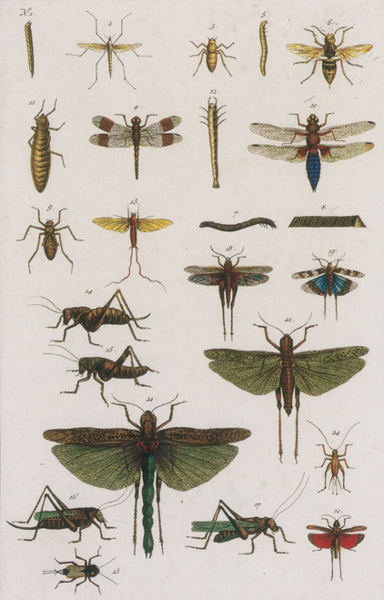 Insects, Seba's Thesaurus, 1734 Poster Print by Science Source