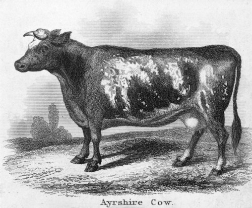 Cattle, 19Th Century. /Nayrshire (Dairy) Cow. Steel Engraving, 19Th Century. Poster Print by Granger Collection - Item # VARGRC0033351