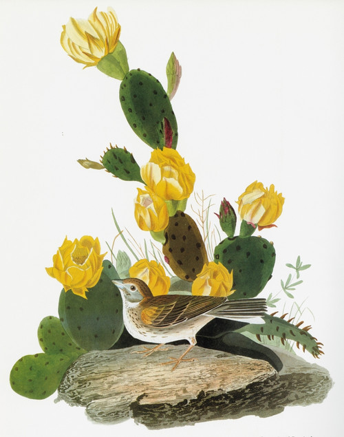 Audubon: Sparrow. /Nvesper Sparrow (Pooecetes Gramineus). Engraving After John James Audubon For His 'Birds Of America,' 1827-38. Poster Print by Granger Collection - Item # VARGRC0351973