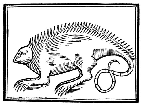 Iguana. /Nwoodcut From Fern_ndez De Oviedo'S 'La Historia General De Las Indias,' 1547. Poster Print by Granger Collection - Item # VARGRC0031896
