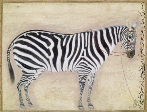 Zebra, C1620. /Npainting Of A Zebra Commissioned By Jahangir, Mughal Emperor Of India, C1620. Poster Print by Granger Collection - Item # VARGRC0119680 Zebra, C1620. /Npainting Of A Zebra Commissioned By Jahangir, Mughal Emperor Of India, C1620. Poster Print by Granger Collection - Item # VARGRC0119680