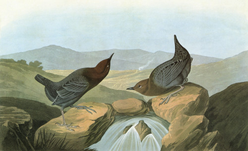 Audubon: Dipper. /Namerican Dipper, Or Water Ouzel (Cinclus Mexicanus). Engraving After John James Audubon For His 'Birds Of America,' 1827-38. Poster Print by Granger Collection - Item # VARGRC0351354