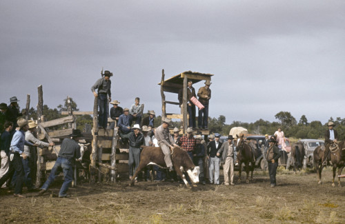 New Mexico: Rodeo, 1940. /Na Rodeo At The Fair In Pie Town, New Mexico. Photograph By Russell Lee, 1940. Poster Print by Granger Collection - Item # VARGRC0352031