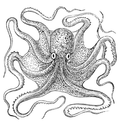 Octopus. /Noctopus Vulgaris. Line Engraving. Poster Print by Granger Collection - Item # VARGRC0081974