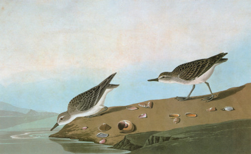 Audubon: Sandpiper. /Nsemipalmated Sandpiper (Calidris Pusilla). Engraving After John James Audubon For His 'Birds Of America,' 1827-38. Poster Print by Granger Collection - Item # VARGRC0326808