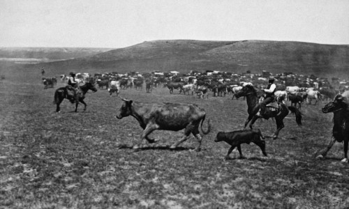 Wyoming: Cowboys, C1890. /N'Cutting Out.' Cowboys Driving Cattle In Wyoming. Photographed By Charles D. Kirkland, C1890. Poster Print by Granger Collection - Item # VARGRC0092643