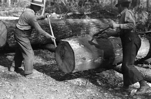 Minnesota: Lumbering, 1937. /Nlumberjacks Using Peaveys In Handling Logs At A Lumbercamp Near Effie, Minnesota. Photograph By Dorothea Lange, Spetember 1937. Poster Print by Granger Collection - Item # VARGRC0118577